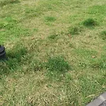 Amigos *